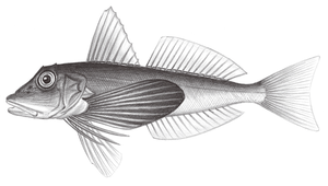 Chelidonichthys kumu (黑角魚)縮圖