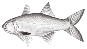 Eleutheronema rhadinum (多鱗四指馬鮁)縮圖