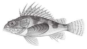 Neosebastes entaxis (長鰭新平鮋)縮圖