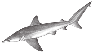 Carcharhinus altimus (大鼻真鯊)縮圖