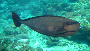 Naso vlamingii (高鼻魚)縮圖