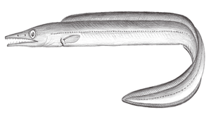 Oxyconger leptognathus (狹頜海鰻)縮圖