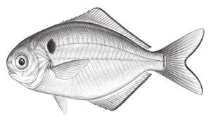 Psenopsis anomala (刺鯧)縮圖