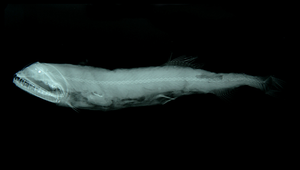 Borostomias elucens (掠食巨口魚)縮圖