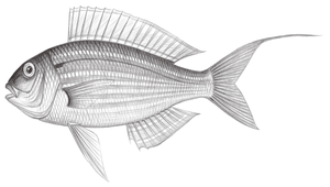Nemipterus virgatus (金線魚)縮圖