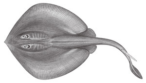 Urolophus aurantiacus (褐黃扁魟)縮圖