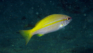 Lutjanus lutjanus (正笛鯛)縮圖