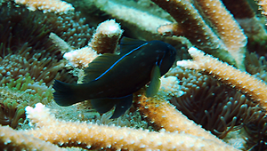 Gobiodon citrinus (橙色葉鰕虎)縮圖
