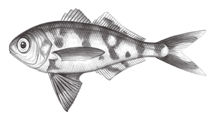 Nomeus gronovii (圓鯧)縮圖