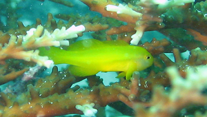 Gobiodon okinawae (黃體葉鰕虎)縮圖