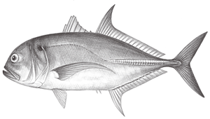 Caranx tille (泰利鰺)縮圖
