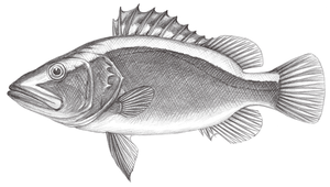 Aulacocephalus temminckii (特氏紫鱸)縮圖