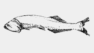 Cyclothone pallida (蒼圓罩魚)縮圖