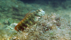 Salarias fasciatus (細紋唇齒鳚)縮圖