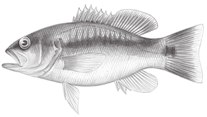 Liopropoma japonicum (日本長鱸)縮圖