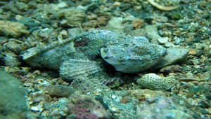 Synanceia verrucosa (玫瑰毒鮋)縮圖