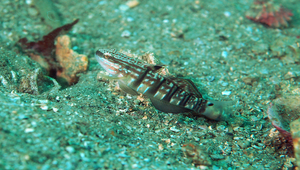 Amblygobius phalaena (尾斑鈍鰕虎)縮圖