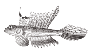 Callionymus curvicornis (彎角䲗)縮圖