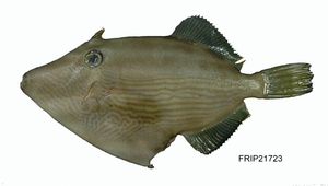 Cantherhines multilineatus (多線刺鼻單棘魨)-資源代表圖