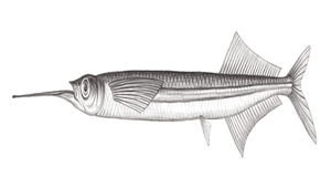 Euleptorhamphus viridis (長吻鱵)縮圖