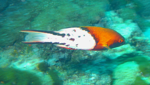 Bodianus anthioides (燕尾狐鯛)縮圖