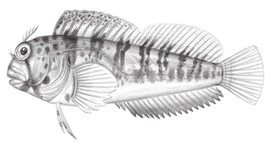 Parablennius yatabei (八部副鳚)縮圖