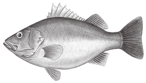 Niphon spinosus (東洋鱸)縮圖