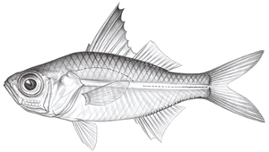 Ambassis buruensis (布魯雙邊魚)縮圖