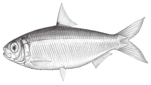 Sardinella albella (白腹小沙丁魚)縮圖