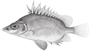 Pentaceros japonicus (日本五棘鯛)-資源代表圖