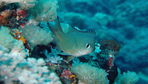 Chromis lepidolepis (細鱗光鰓雀鯛)縮圖
