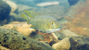 Oreochromis niloticus (尼羅口孵非鯽)-資源代表圖