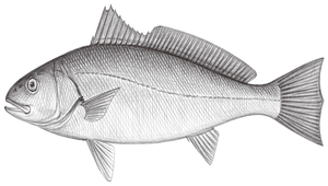 Argyrosomus japonicus (日本銀身)