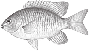 Stegastes aureus (黃高身雀鯛)縮圖