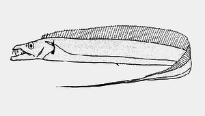Lepturacanthus savala (沙帶魚)縮圖