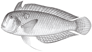 Iniistius verrens (薔薇項鰭魚)縮圖
