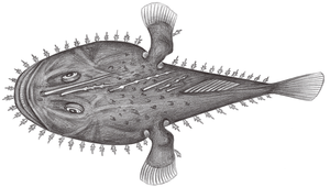 Lophiodes insidiator (南非擬鮟鱇)縮圖