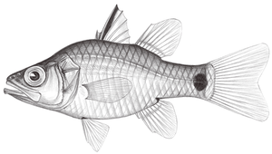 Yarica hyalosoma (扁頭亞氏天竺鯛)縮圖