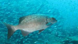 Kyphosus cinerascens (天竺舵魚)縮圖