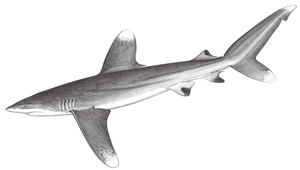 Carcharhinus longimanus (長鰭真鯊)縮圖