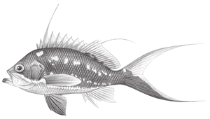 Sacura margaritacea (珠斑花鱸)縮圖