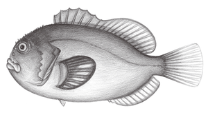 Caracanthus unipinna (單鰭頰棘鮋)縮圖
