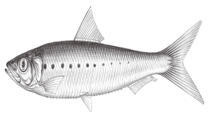 Sardinops sagax (南美擬沙丁魚)縮圖