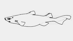 Centroscyllium kamoharai (蒲原氏霞鯊)縮圖