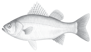 Lateolabrax japonicus (日本花鱸)縮圖