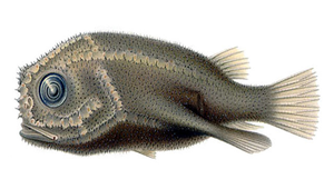 Coelophrys brevicaudata (短尾腔蝠魚)-資源代表圖