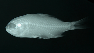 Polymixia longispina (長棘鬚銀眼鯛)縮圖