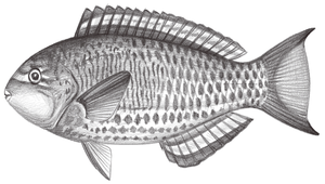 Scarus globiceps (蟲紋鸚哥魚)縮圖