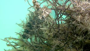 Springeratus xanthosoma (黃身跳磯鳚)縮圖