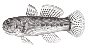 Bathygobius cocosensis (椰子深鰕虎)-資源代表圖
